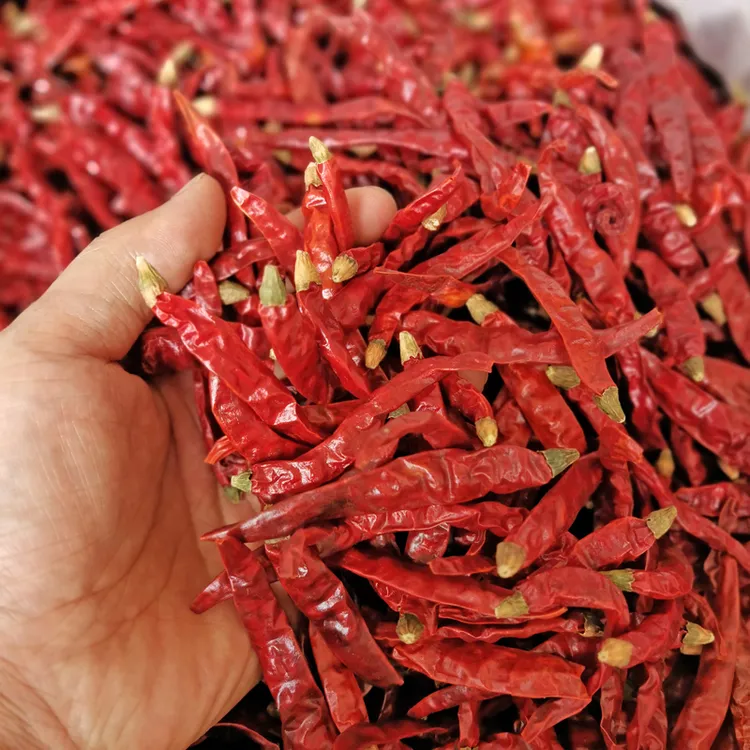 【巨辣】印度魔鬼椒辣椒调味品传统油泼商用批发餐饮辣椒粉干辣椒