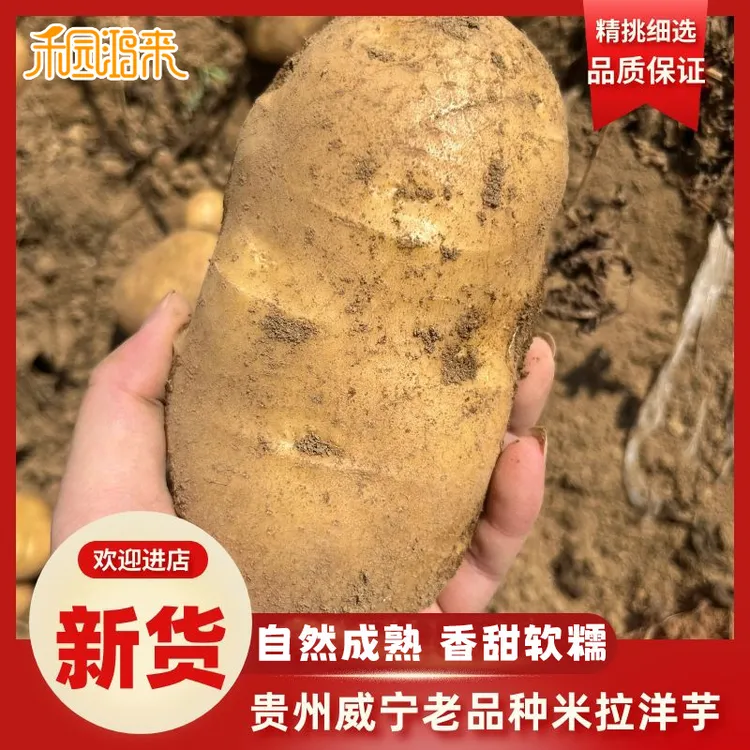 2025贵州威宁老品种米拉洋芋新黄心沙面粉糯土豆毕节生鲜农家土货