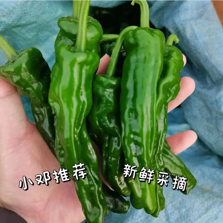 【螺丝椒】2024新鲜薄皮香辣特辣螺丝椒当季蔬菜
