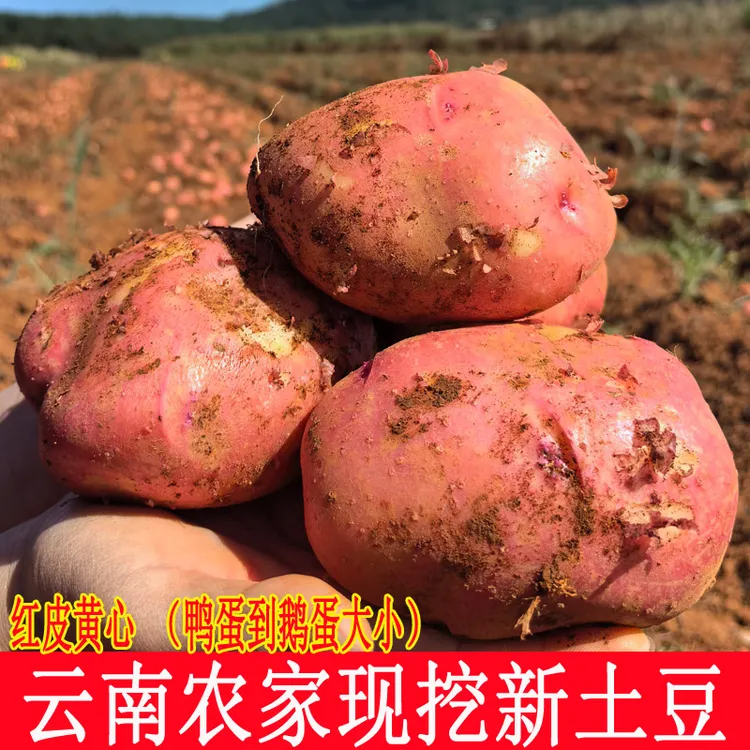 云南现挖红皮黄心土豆新土豆粉糯土豆洋芋农家蔬菜洋芋5斤9斤装