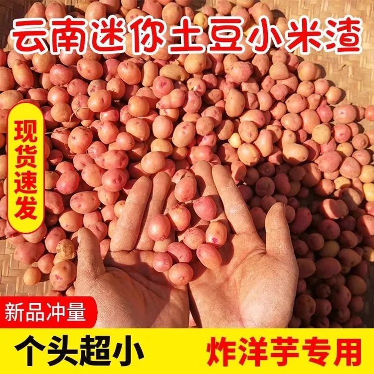 云南现挖红皮小土豆新鲜马铃薯果农家洋芋蔬菜迷你小黄心土豆美味