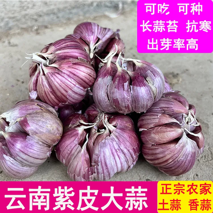 云南正宗紫皮大蒜种子农家蒜新干蒜头红蒜新蒜香辣蒜籽土蒜种苗