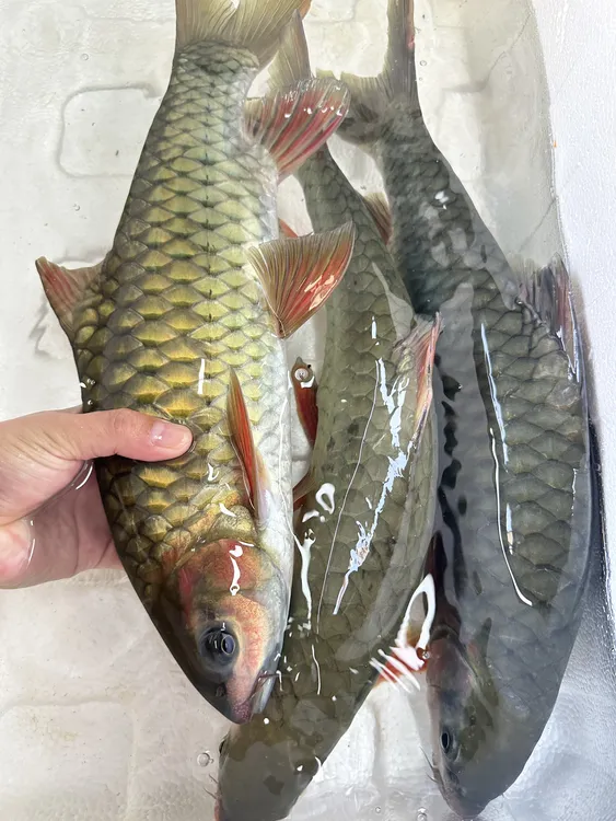 万绿湖正宗竹柏鱼青竹鱼优质