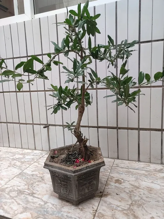 地栽一物一拍盆栽