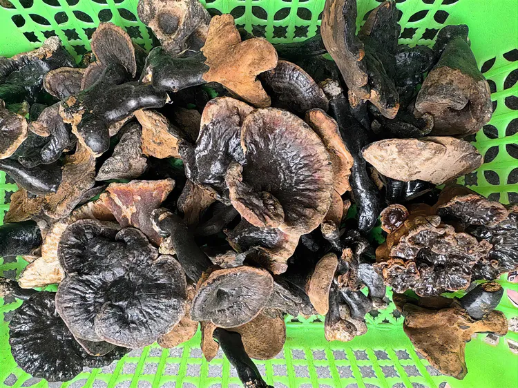 野生紫灵芝小朵灵芝芽小紫甜芝250克起可煮水煲汤食用