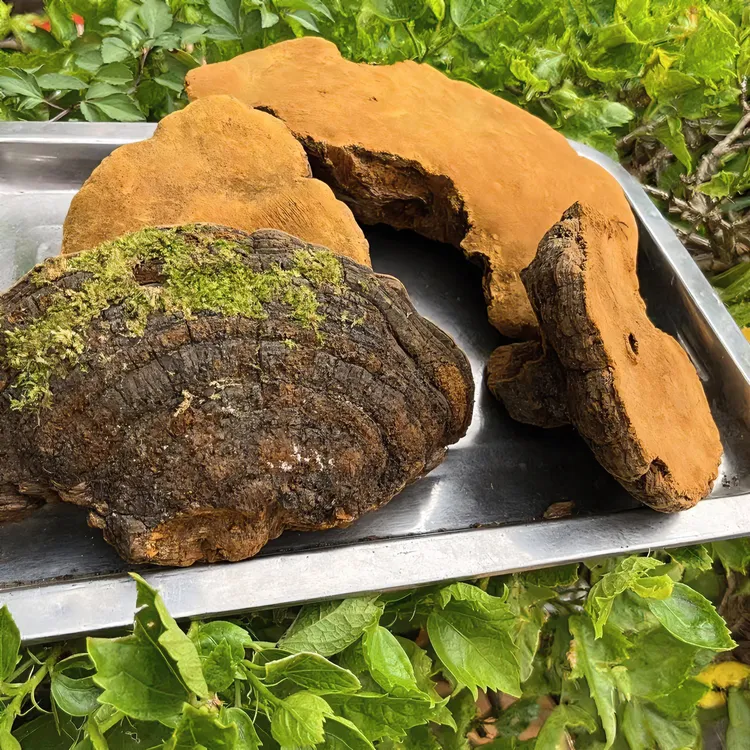 西藏桑黄灵芝 桑黄菌西藏深山桑黄煮水 煲汤