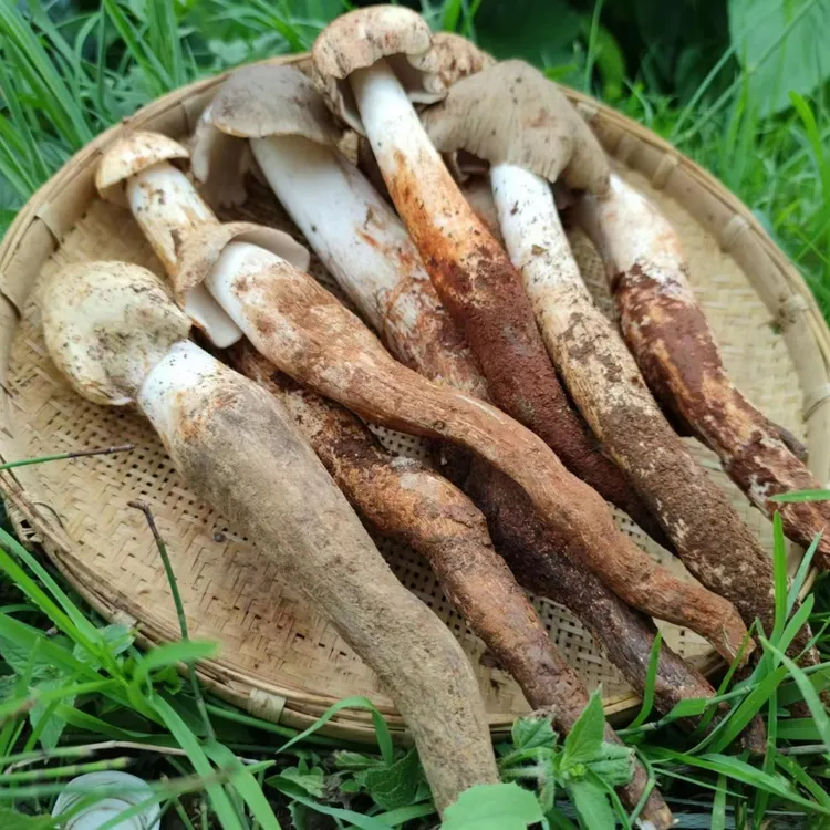 大凉山火把鸡枞新鲜现货产地直发500克包邮