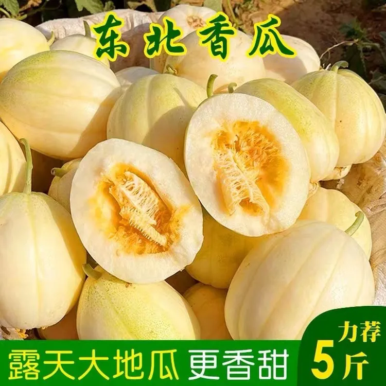 东北香瓜 甜瓜特产时令水果 白糖罐头茬香瓜新鲜整箱脆甜香瓜应季