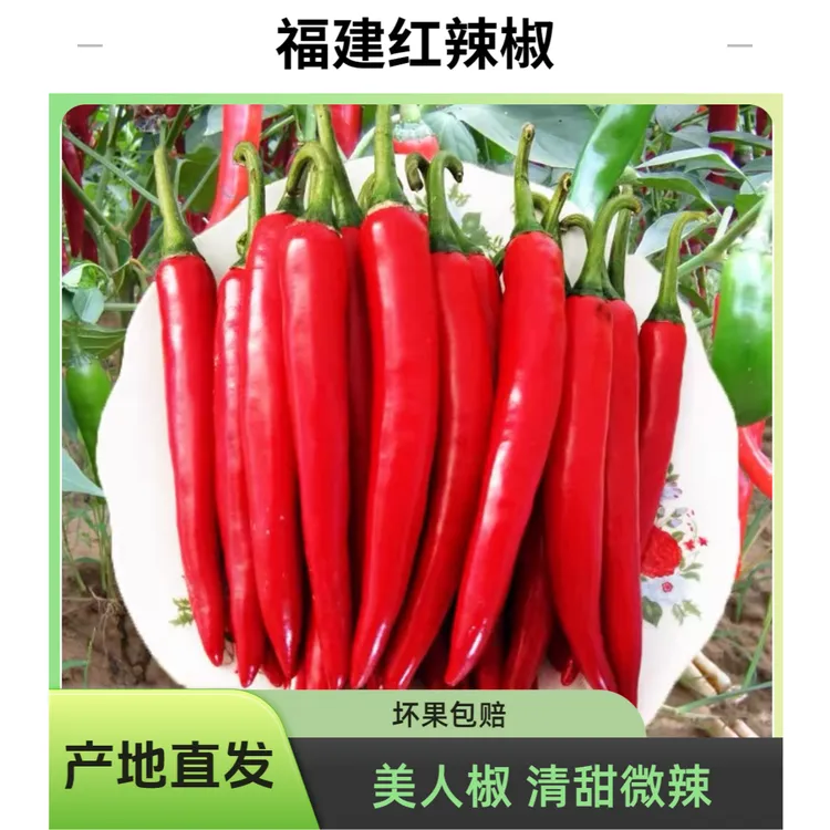 微辣！新鲜美人椒！微辣鲜嫩辣椒酱剁椒泡椒福建漳州农家自种