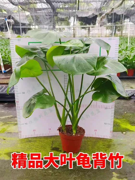 【大叶】龟背竹老桩客厅大盆栽观叶植物办公室内绿植物盆景净化空气