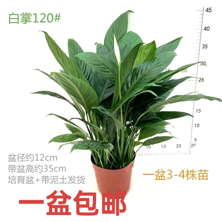 【特价】白掌盆栽一帆风顺白鹤芋花卉室内客厅办公净化空气绿植
