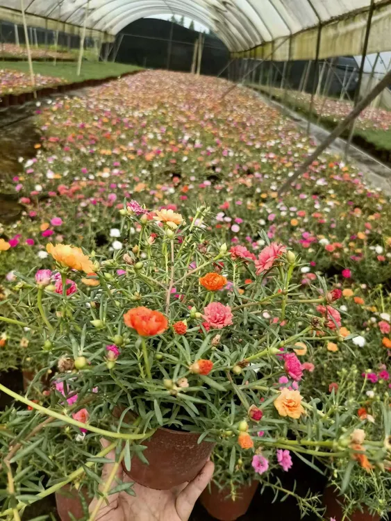 重瓣太阳花苗宿根混色植物绿植花卉盆栽四季开花带根带花苞发货