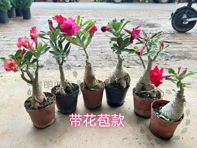 【花期长】重瓣沙漠玫瑰盆栽绿植耐旱易养盆栽室内外绝美花卉