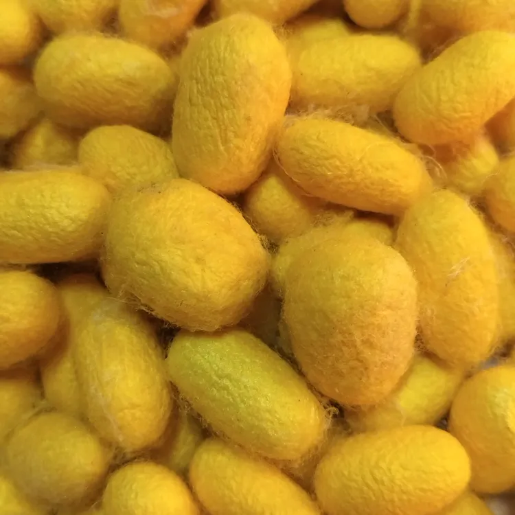 桐乡张娟英正宗黄金桑蚕丝长丝被四季被婚被子母被高端黄金蚕丝被