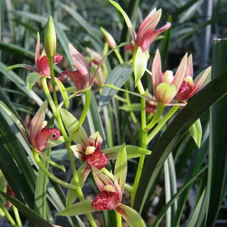 兰花苗小国魂建兰逸红双娇夏秋开花室内植物绿植盆栽花卉裸根发货