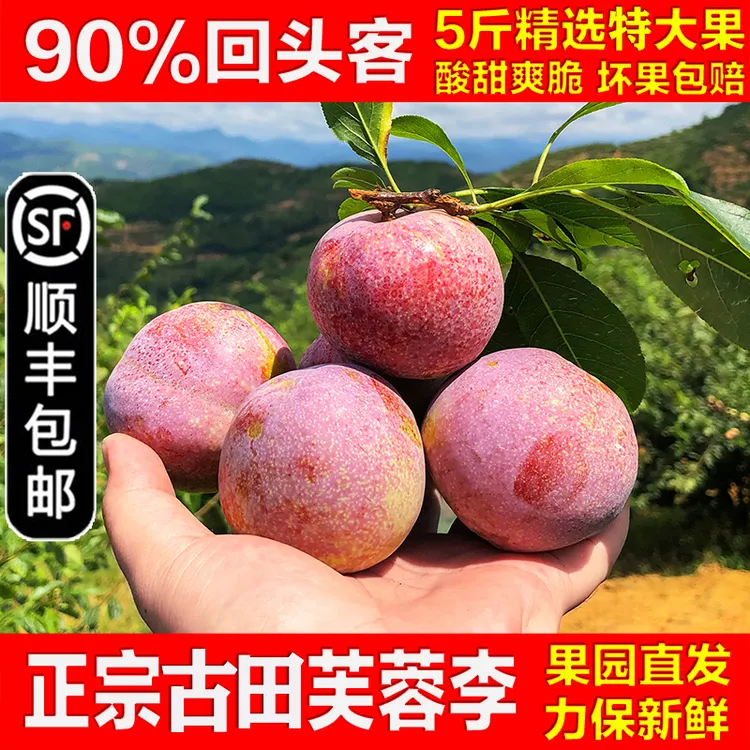 【顺丰包邮】正宗芙蓉李果园直发5斤脆爽酸甜红心李子产地直发新鲜
