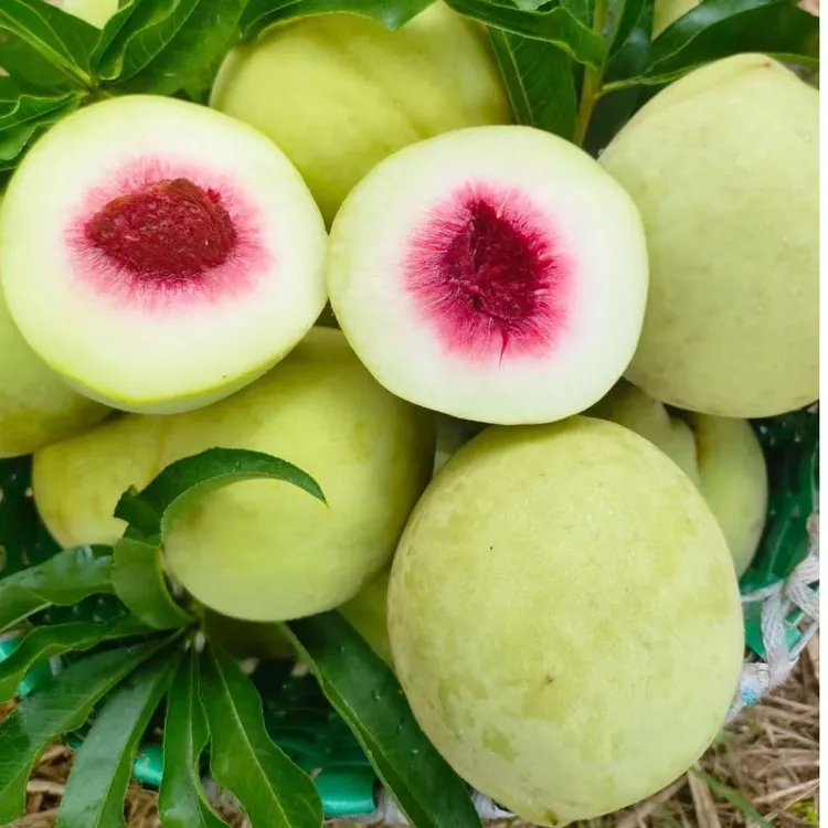 中华脆蜜桃青桃脆甜白肉红心桃新鲜孕妇水果湖南特产5斤装