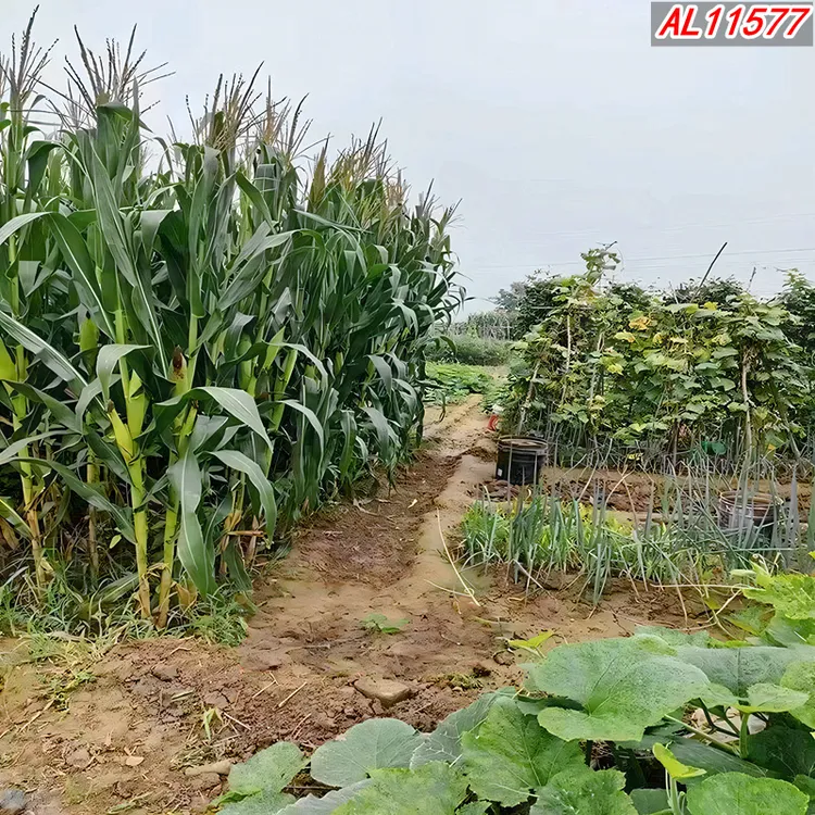 【达人推荐】网红外景主播背景布农村旧砖土房山水户外【逼真】