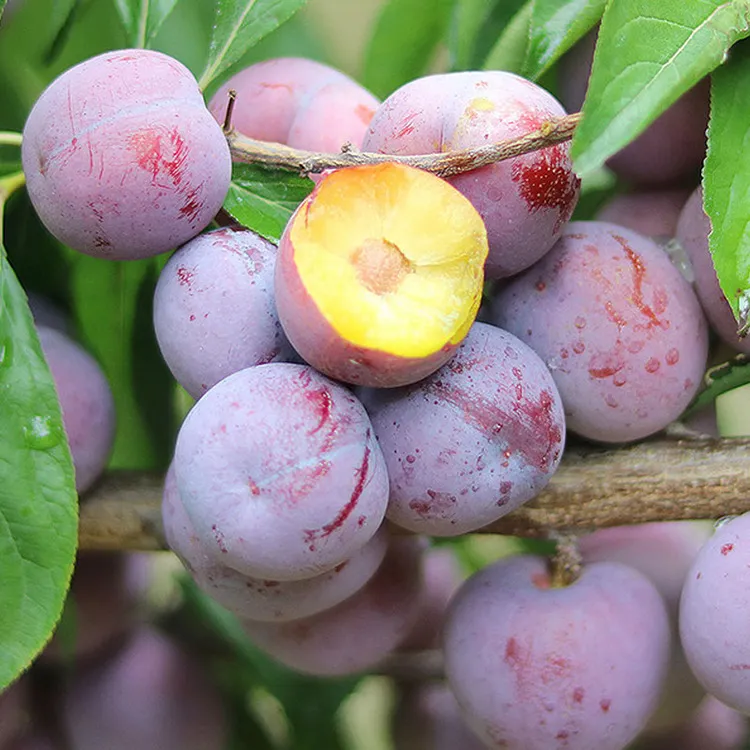 四川五月脆红李凤凰李当季新鲜水果青红李珍珠李3/5斤包邮甄选