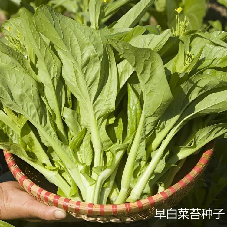 白菜苔种籽早熟白菜心菜园庭院蔬菜种籽易种阳台庭院花盆菜苔种籽