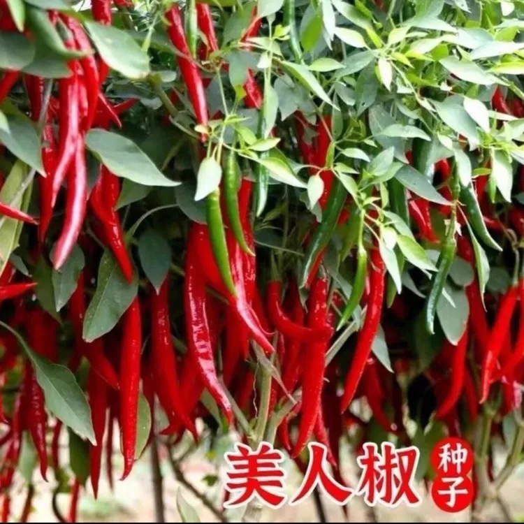 美人椒种子红尖椒红辣椒特香辣四季阳台盆栽蔬菜种籽开花疏菜种植
