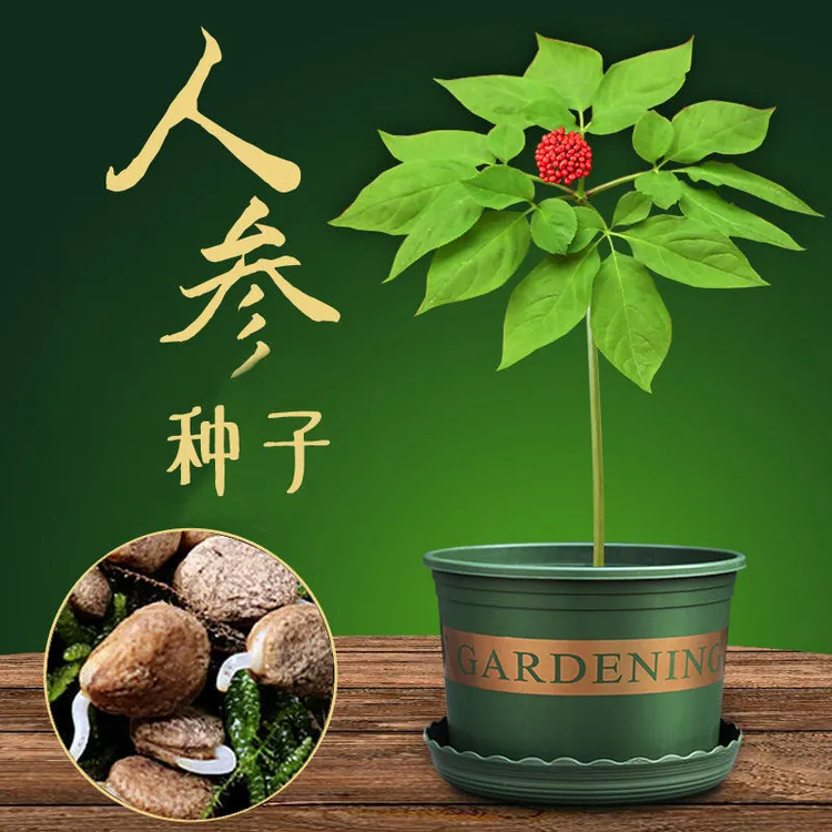 【人参种子】易种野山参种籽春季阳台盆栽种植耐热抗寒夏季简单易种