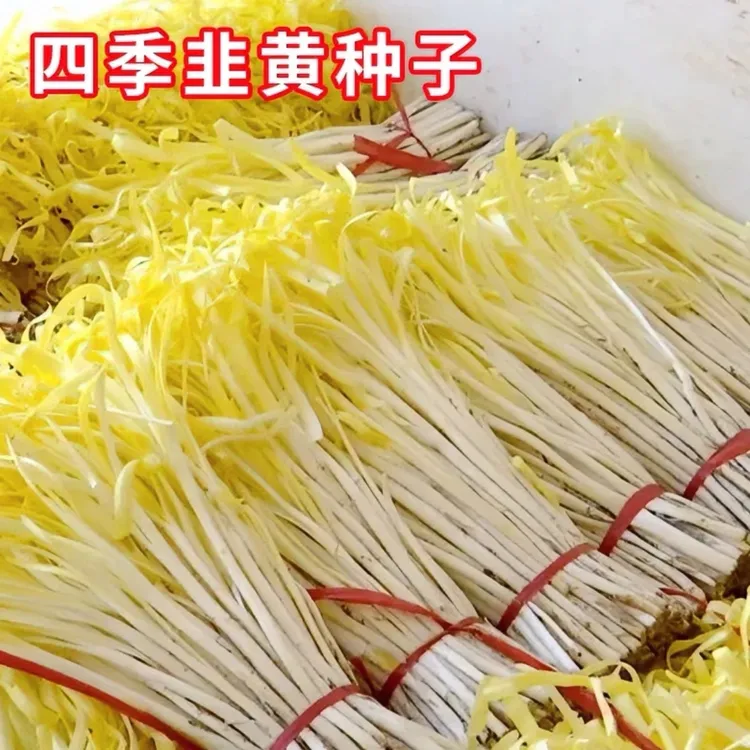 【四季韭黄种子】家庭种植蔬菜种籽阳台庭院菜园播种农家蔬菜种籽