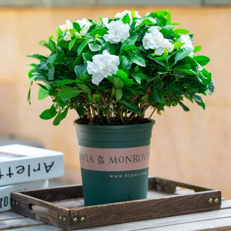 大叶栀子花盆栽浓香型开花芳香幼苗花卉办公室阳台庭院花卉绿植物