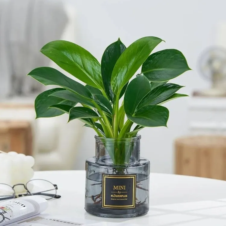 大叶金钻绿公主四季常青吸甲醛室内绿植可水培净化空气易活好养