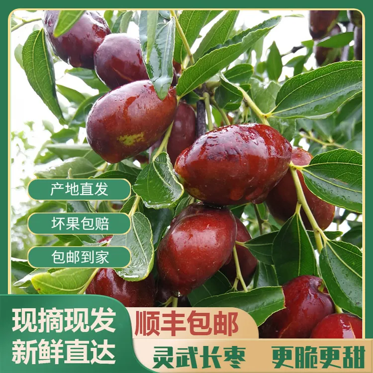 顺丰包邮正宗宁夏灵武长枣当季新鲜水果优质皮薄鲜脆大枣沙漠