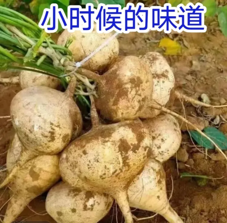 云南特产土瓜，白瓜，地瓜