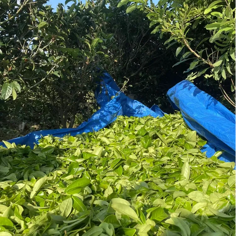 凤凰单丛通天香姜花香桅子花香奶香