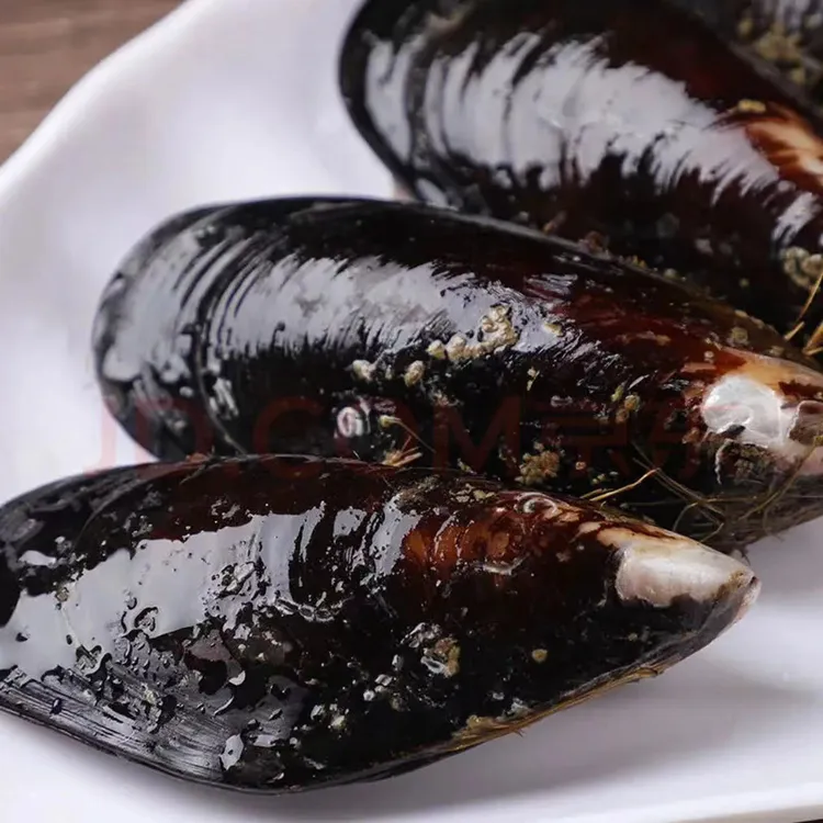 （活鲜）大个青口贝3斤-10斤（每斤9只左右）顺丰冷链干净保鲜到货