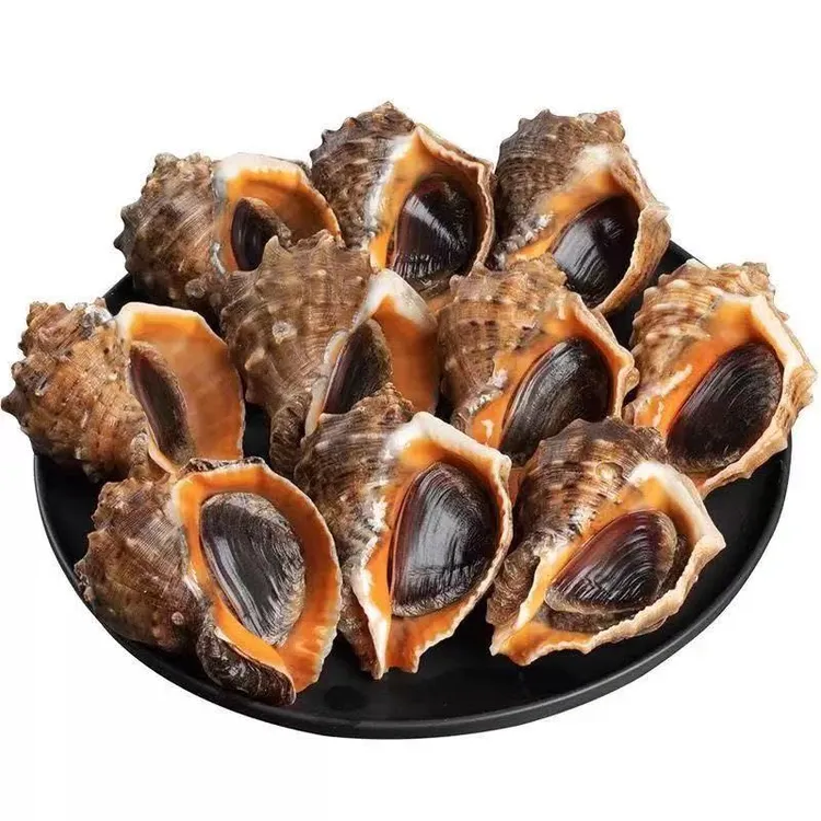 精品活鲜大海螺4斤（3斤送1斤）新鲜肥美地笼海螺饱满