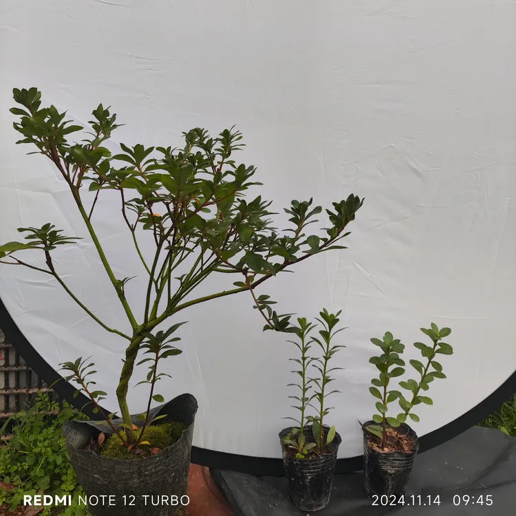 三个品种夏烟脂，小夜之舞，花手毬