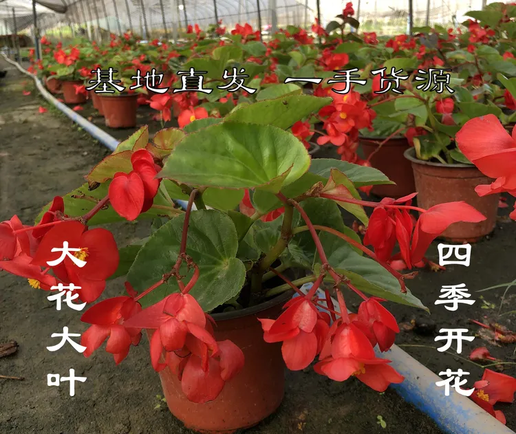 四季海棠比格海棠盆栽苗大花大叶秋海棠室内阳台庭院四季开花不断
