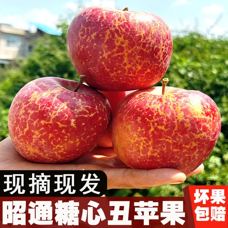 云南昭通冰糖心丑苹果当季新鲜脆甜水果整箱5/9斤/现摘高原丑苹果