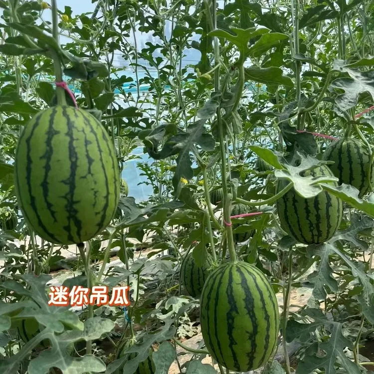 【真庞各庄西瓜】顺丰同城头茬L600小吊瓜15-16斤现摘现发坏果包赔