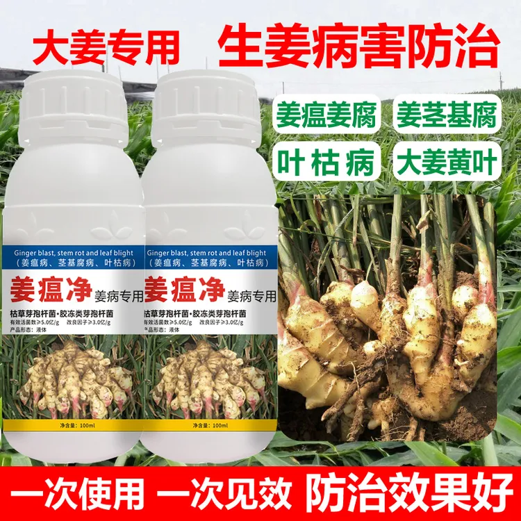 姜瘟净姜大姜专用病害清生姜杀菌剂大姜烂脖子病茎基腐微生物肥料