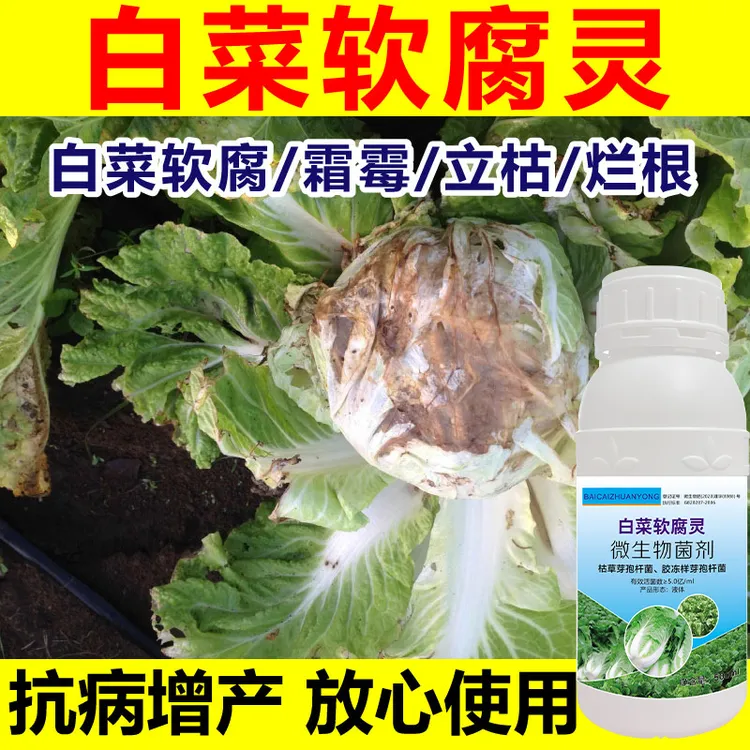 白菜病害专用通用白菜防腐防烂白菜烂根黄叶灰霉软腐灵微生物菌肥