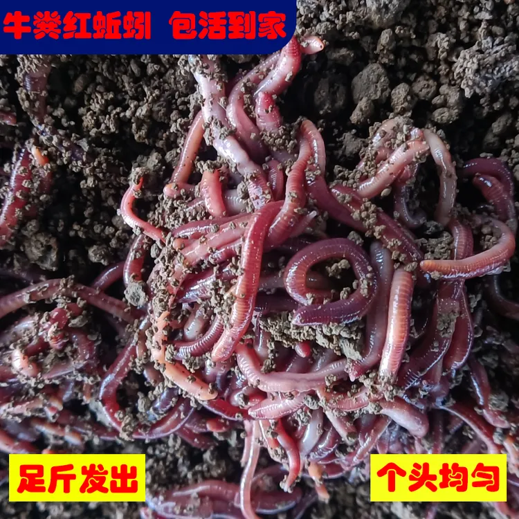 【顺丰包邮】新鲜红蚯蚓活饵料活饵野钓钓鱼现挖新鲜包邮散装急速发
