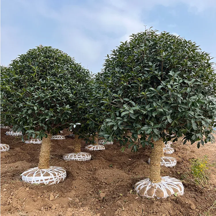 桂花树苗盆栽四季桂金桂丹桂黄色浓香型庭院景观造型树地栽花卉