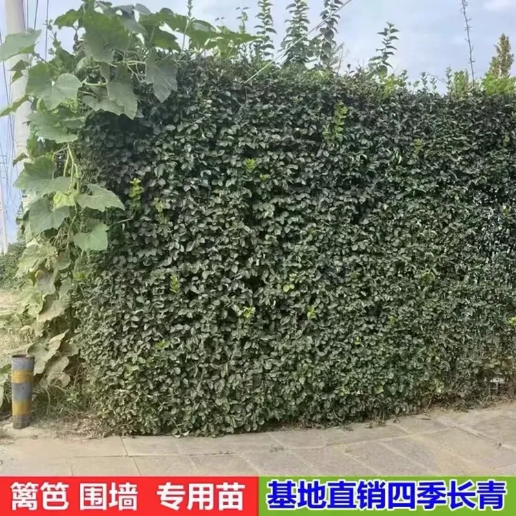 北海道黄杨大叶冬青树苗四季常青耐寒绿篱篱笆苗