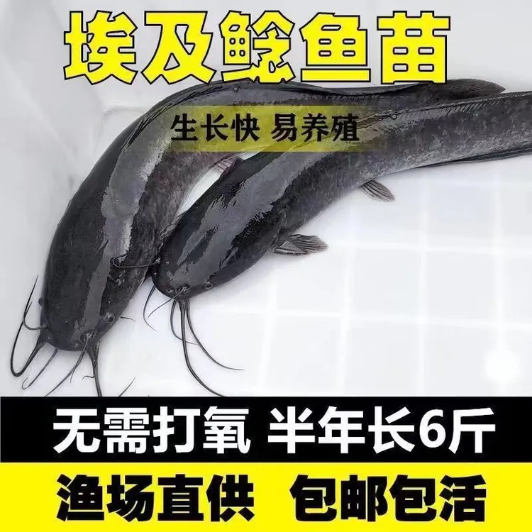 埃及鲶鱼苗八须鲶鱼苗包邮塘鲺鱼苗淡水养殖革胡子鲶鱼苗观赏鱼