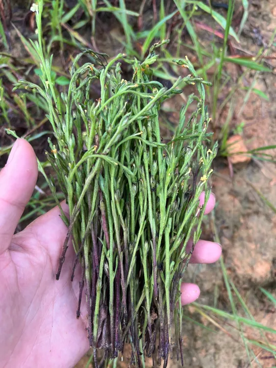 广东粤北干货独脚金孩儿草野生黄花草包邮云南菜新鲜