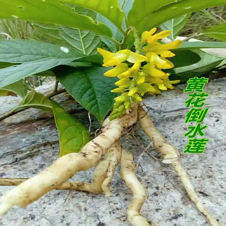 野生干货黄花倒水莲 黄花参吊吊黄观音串黄花远志 黄花鸡骨草500g