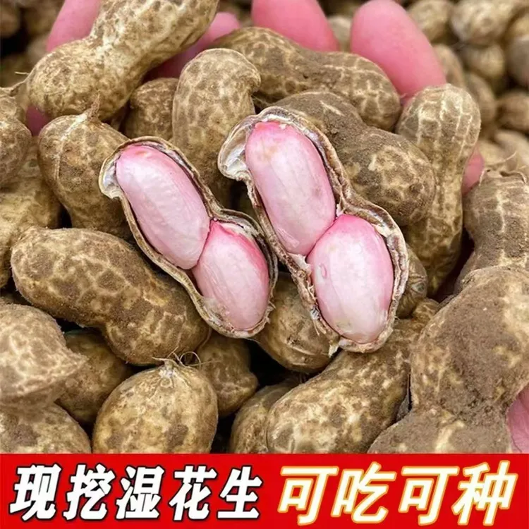 鲜花生山东头茬粉皮花生长果煲汤生吃水煮好吃