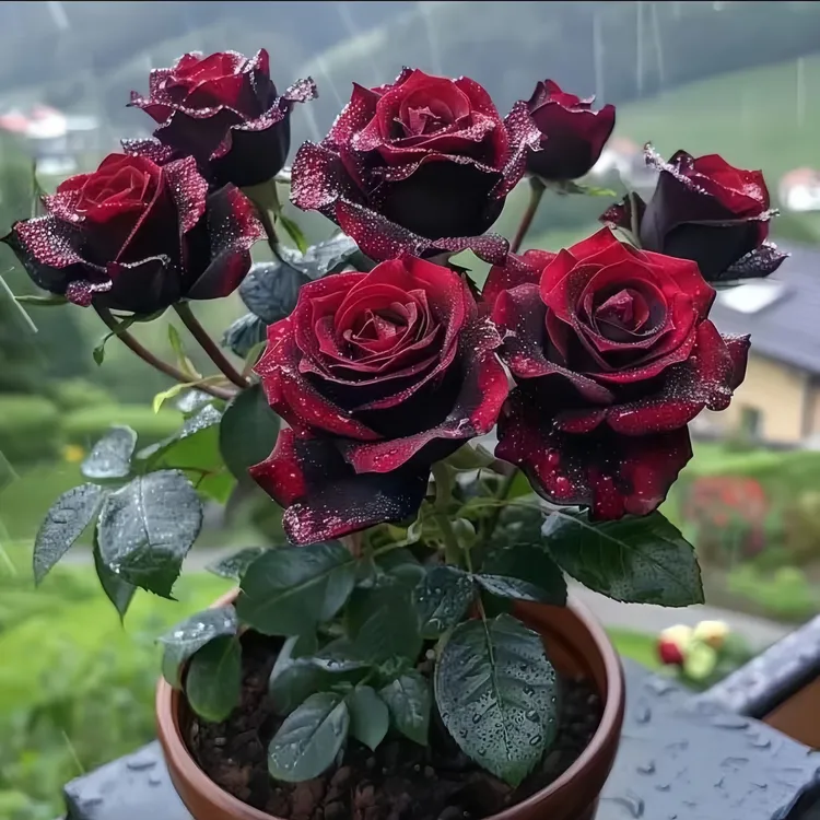 黑巴克玫瑰老桩花苗室内外盆栽地栽四季开花好养易活花卉月季植物