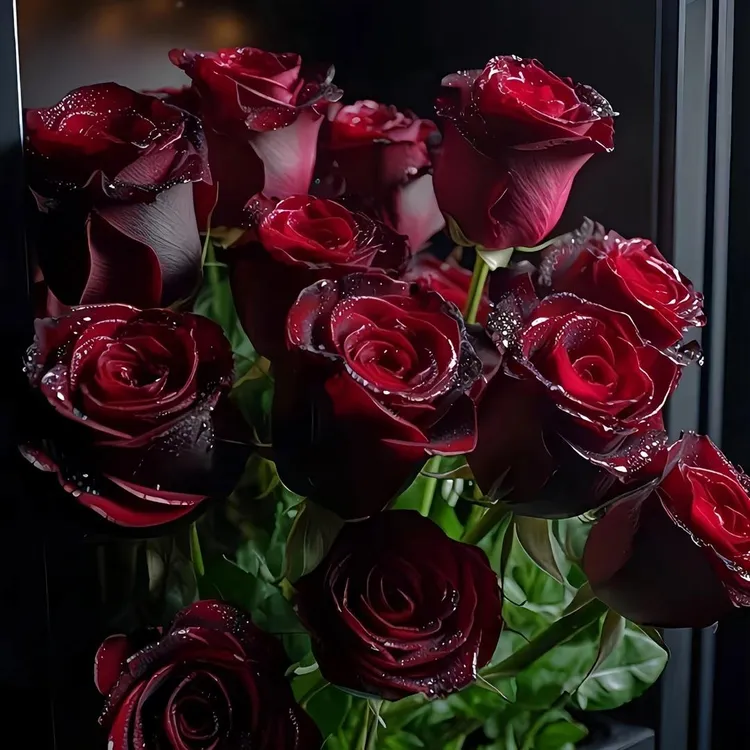 黑巴克玖瑰花苗绿植盆栽四季开花苗庭院绿化植物月季玫瑰阳台花卉