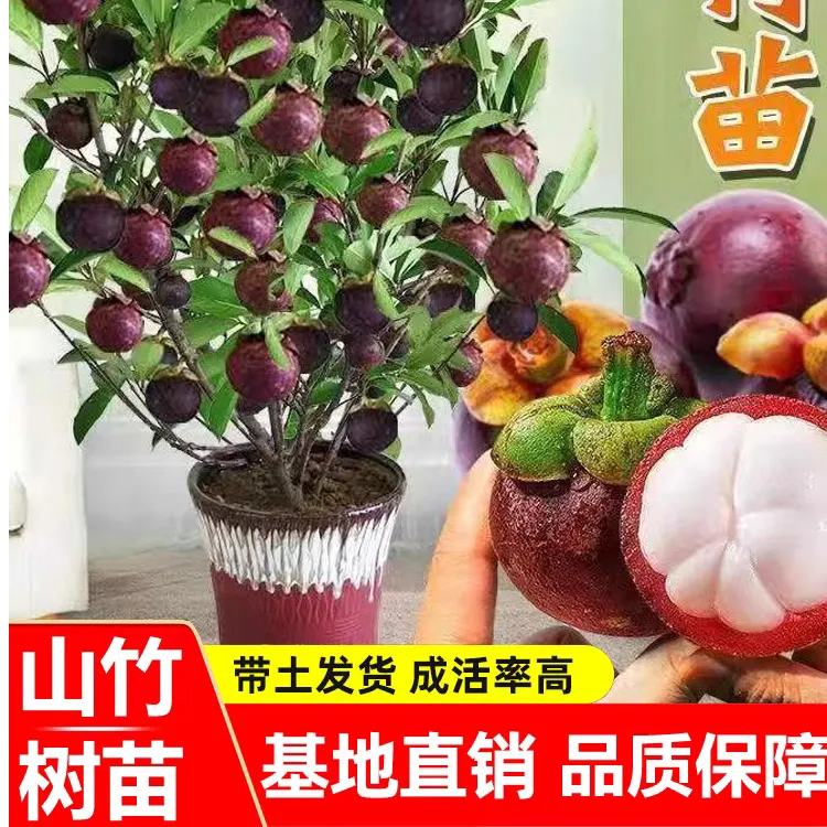 泰国无籽山竹果树果苗山竹树苗南方北方种植四季盆栽地栽当年结果